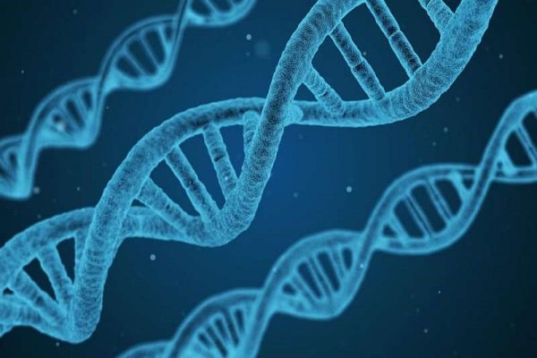 Quá trình nhân đôi ADN diễn ra như thế nào?