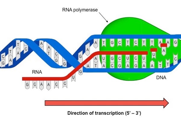 ARN được tổng hợp từ mạch nào của gen