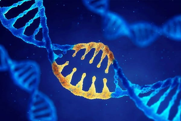 Một đoạn của phân tử ADN mang thông tin mã hóa