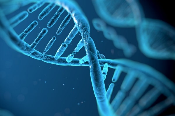 Nguyên tắc bán bảo tồn trong cơ chế nhân đôi của ADN là