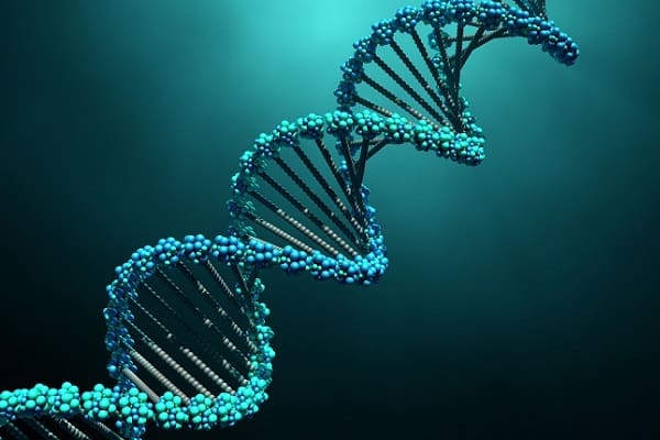 Nguyên tắc nhân đôi ADN