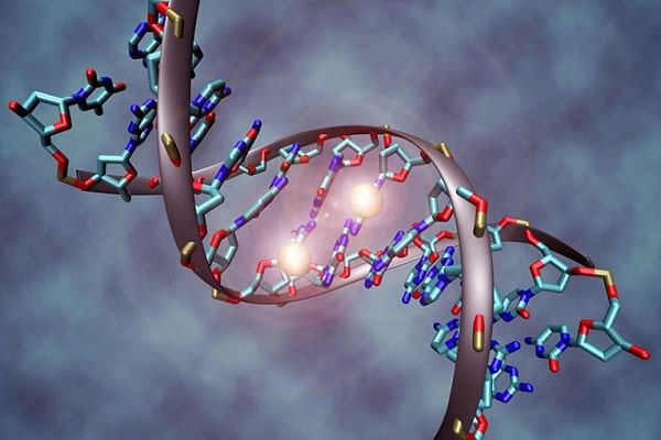 Quá trình nhân đôi ADN diễn ra ở đâu