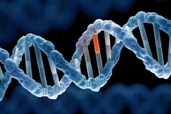 Thông tin di truyền trong ADN được biểu hiện thành tình trạng trong đời cá thể nhờ cơ chế
