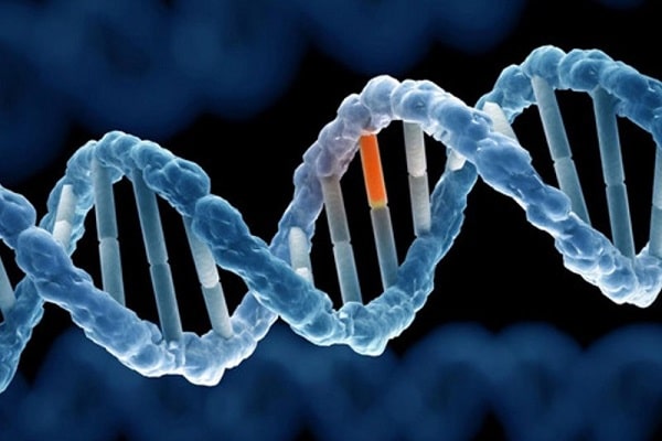 Vùng nào của gen quyết định cấu trúc protein