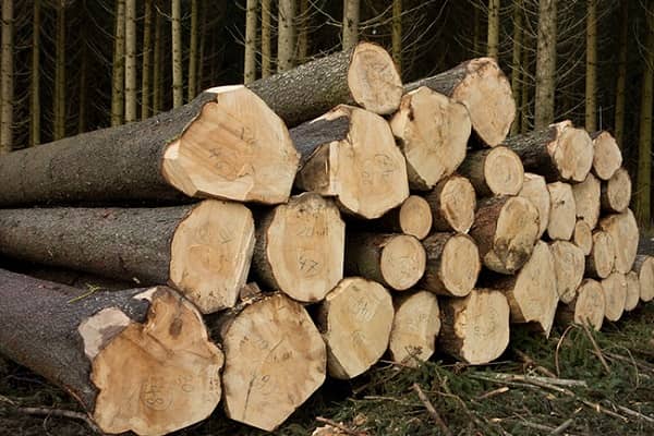 Khi dùng gỗ để sản xuất giấy thì người ta sẽ gọi gỗ là
