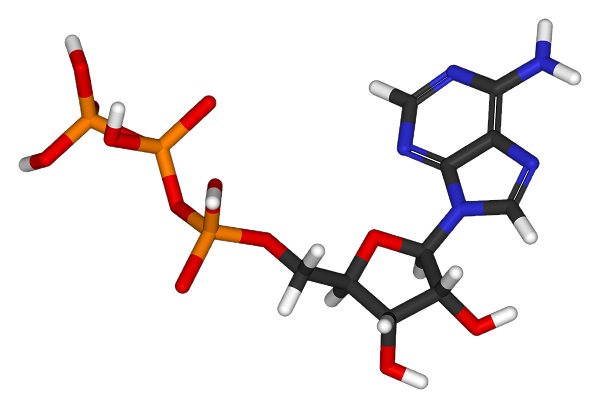 Adenozin Triphotphat là tên đầy đủ của hợp chất nào sau đây