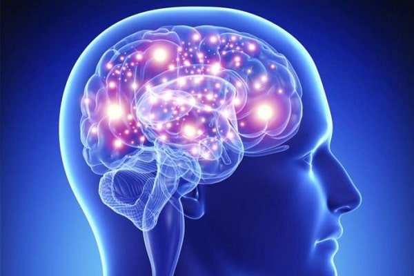 Ở người trưởng thành, diện tích bề mặt của vỏ não nằm trong khoảng bao nhiêu ?